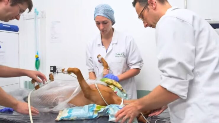 Dog Sedation or anesthesia