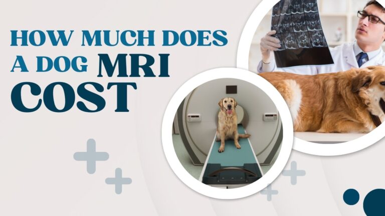 How Much Does A Dog MRI Cost