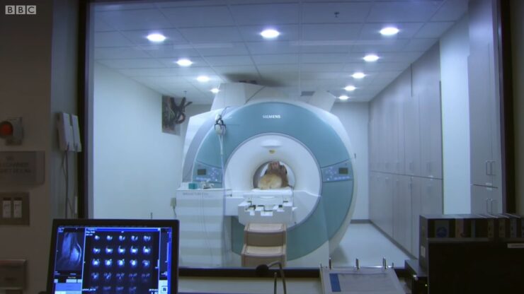 MRI for a dog